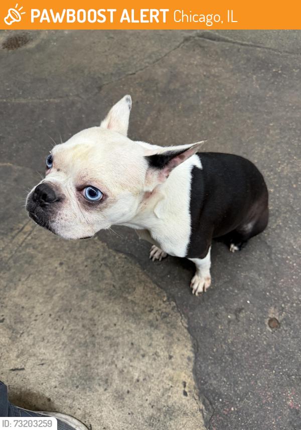 Found/Stray Male Dog last seen Division and Kostner - Humboldt Park, Chicago, IL 60651