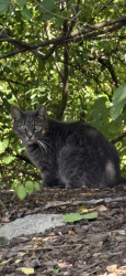 Found/Stray Unknown Cat last seen Woodward Lone-Pine, Bloomfield Hills, MI 48304