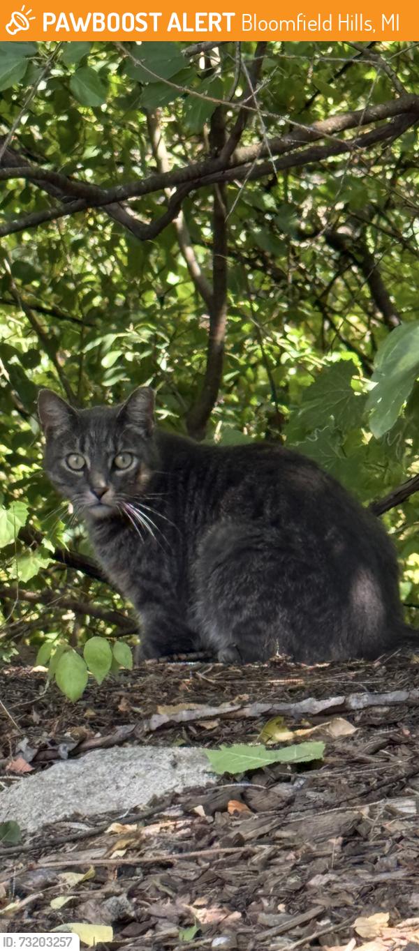 Found/Stray Unknown Cat last seen Woodward Lone-Pine, Bloomfield Hills, MI 48304