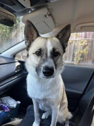 Reunited Female Dog last seen Harrier St, Oakland, CA 94619