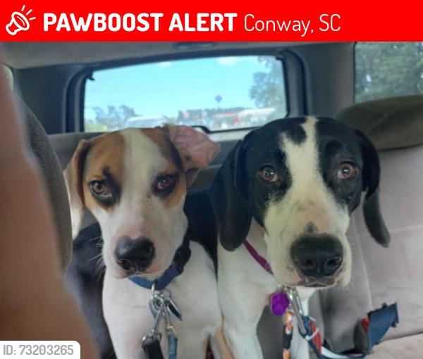 Lost Female Dog last seen Hwy 501 & Hwy 501 Bus, Conway, SC 29526