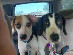 Lost Female Dog last seen Hwy 501 & Hwy 501 Bus, Conway, SC 29526