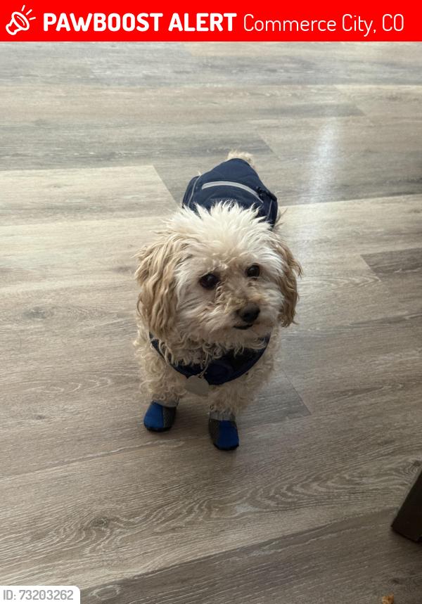 Lost Male Dog last seen Highway 2 and 72nd, Commerce City, CO 80022