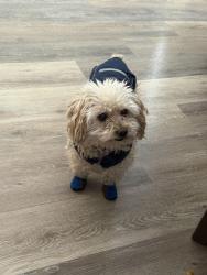 Lost Male Dog last seen Highway 2 and 72nd, Commerce City, CO 80022