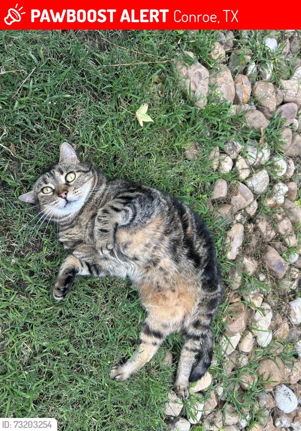 Lost Male Cat last seen Christopher Todd Communities, Conroe, TX 77384