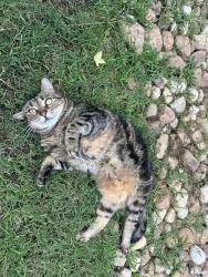 Lost Male Cat last seen Christopher Todd Communities, Conroe, TX 77384