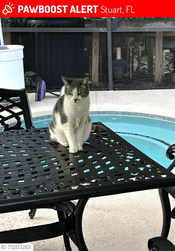 Lost Female Cat last seen Banyan Rd., Stuart, FL 34996
