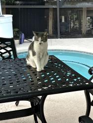 Lost Female Cat last seen Banyan Rd., Stuart, FL 34996