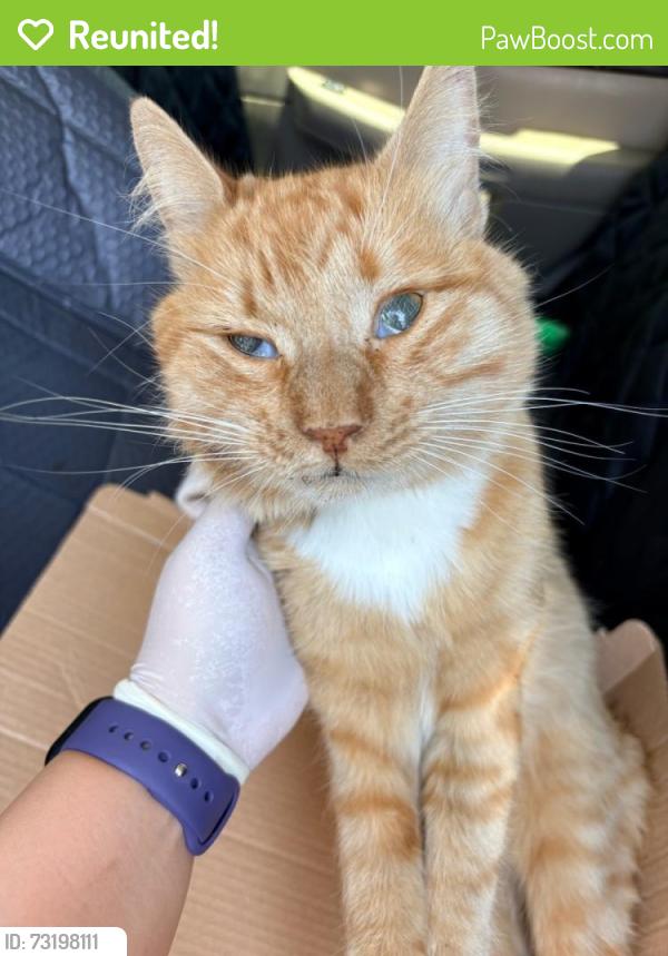 Reunited Male Cat last seen Near E Puente St and De Lay Ave west of Grand Ave across from Sierra Vista Middle School, Covina, CA 91723