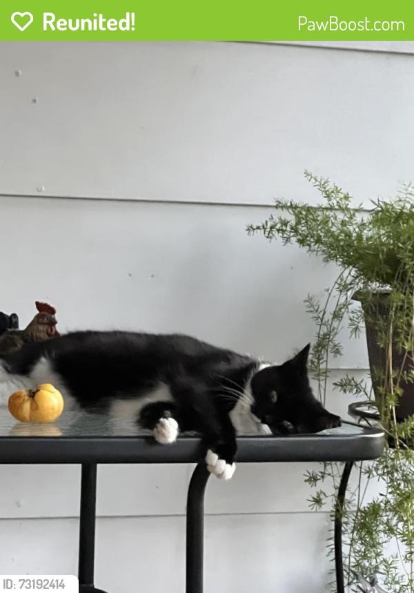 Reunited Female Cat last seen Tractor Supply Piney flts, Johnson City, TN 37601