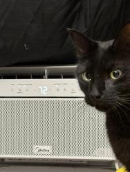 Reunited Male Cat last seen County Road 42, Highway 85, LaSalle, CO 80645