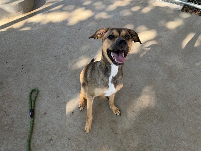 Shelter Stray Female Dog last seen CHARLOTTE, 8315 Byrum Dr, Charlotte, NC 28217, USA