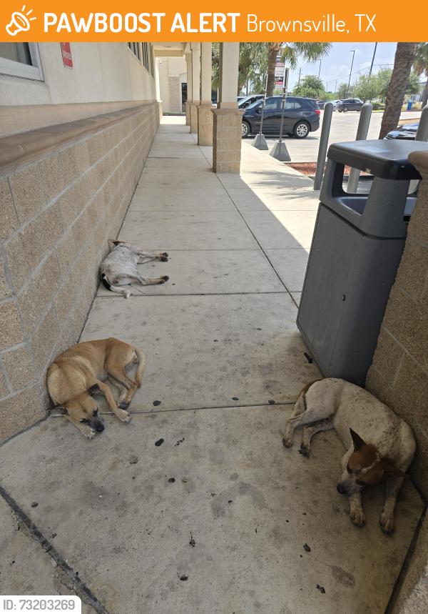 Found/Stray Unknown Dog last seen Outside of Walgreens at Ruben Torres, Brownsville, TX 78526