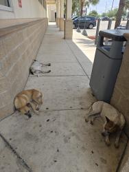 Found/Stray Unknown Dog last seen Outside of Walgreens at Ruben Torres, Brownsville, TX 78526