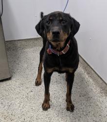 Shelter Stray Female Dog last seen Near BLOCK ALMA ST, DETROIT, MI 48205, 7401 Chrysler Dr, Detroit, MI 48211, USA