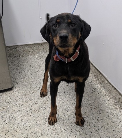 Shelter Stray Female Dog last seen Near BLOCK ALMA ST, DETROIT, MI 48205, 7401 Chrysler Dr, Detroit, MI 48211, USA
