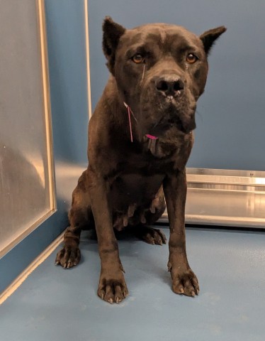 Shelter Stray Female Dog last seen Near BLOCK ALMA ST, DETROIT, MI 48205, 7401 Chrysler Dr, Detroit, MI 48211, USA