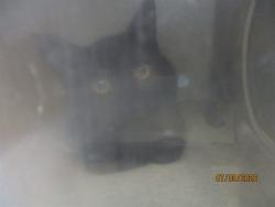 Shelter Stray Unknown Cat last seen , 2811 SE 29th St, Oklahoma City, OK 73129, USA