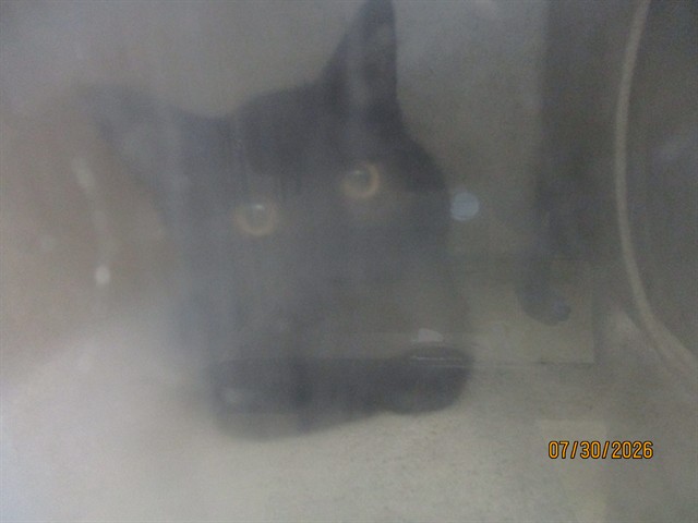 Shelter Stray Unknown Cat last seen , 2811 SE 29th St, Oklahoma City, OK 73129, USA