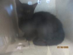 Shelter Stray Unknown Cat last seen , 2811 SE 29th St, Oklahoma City, OK 73129, USA