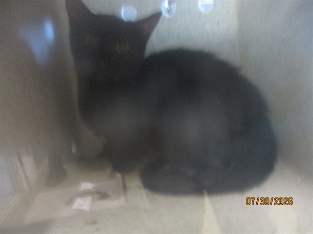Shelter Stray Unknown Cat last seen , 2811 SE 29th St, Oklahoma City, OK 73129, USA
