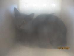 Shelter Stray Unknown Cat last seen , 2811 SE 29th St, Oklahoma City, OK 73129, USA
