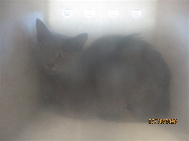 Shelter Stray Unknown Cat last seen , 2811 SE 29th St, Oklahoma City, OK 73129, USA