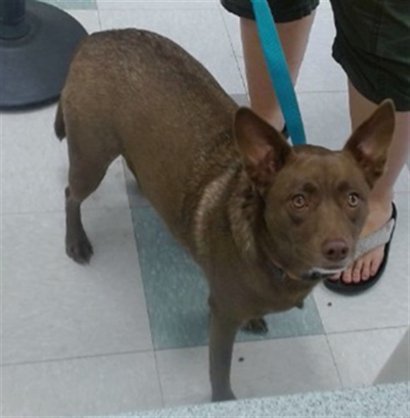 Shelter Stray Female Dog last seen ABANDONED AT RAY TRENT DOG PARK, 2811 SE 29th St, Oklahoma City, OK 73129, USA