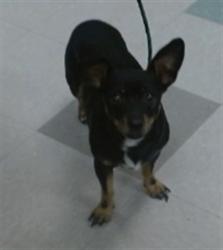 Shelter Stray Male Dog last seen ABANDONED AT RAY TRENT DOG PARK, 2811 SE 29th St, Oklahoma City, OK 73129, USA