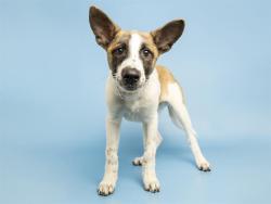 Shelter Stray Male Dog last seen CENTRAL AND DOBBINS, 5501 E Van Buren St, Phoenix, AZ 85008, USA