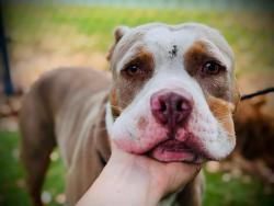 Shelter Stray Male Dog last seen , 2769 Conroy Rd, Orlando, FL 32839, USA