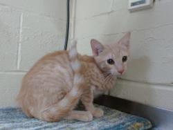 Shelter Stray Male Cat last seen , 2769 Conroy Rd, Orlando, FL 32839, USA