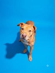 Shelter Stray Male Dog last seen Near BLOCK BEACH BLVD, 2020 Forest St, Jacksonville, FL 32204, USA