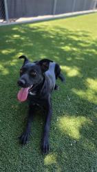Shelter Stray Female Dog last seen Near BLK S KERN ST, BAKERSFIELD, CA, 201 S Mt Vernon Ave, Bakersfield, CA 93307, USA