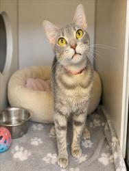 Shelter Stray Female Cat last seen , 3201 Lacy St, Los Angeles, CA 90031, USA