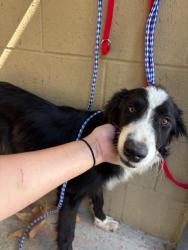 Shelter Stray Male Dog last seen Near BLK E 5TH ST BAKERAFIELD,CA, 201 S Mt Vernon Ave, Bakersfield, CA 93307, USA