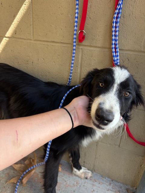 Shelter Stray Male Dog last seen Near BLK E 5TH ST BAKERAFIELD,CA, 201 S Mt Vernon Ave, Bakersfield, CA 93307, USA