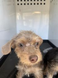 Shelter Stray Female Dog last seen Near BLK E 5TH ST BAKERSFIELD,CA, 201 S Mt Vernon Ave, Bakersfield, CA 93307, USA