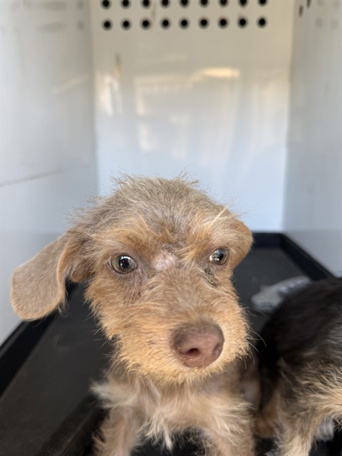 Shelter Stray Female Dog last seen Near BLK E 5TH ST BAKERSFIELD,CA, 201 S Mt Vernon Ave, Bakersfield, CA 93307, USA