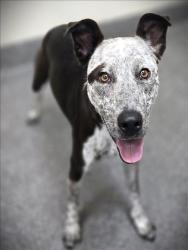 Shelter Stray Female Dog last seen , 3201 Lacy St, Los Angeles, CA 90031, USA