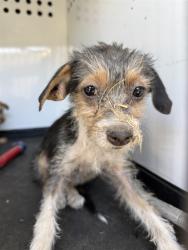 Shelter Stray Female Dog last seen Near BLK E 9TH ST BAKERSFIELD,CA, 201 S Mt Vernon Ave, Bakersfield, CA 93307, USA