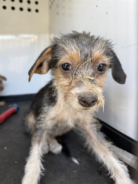 Shelter Stray Female Dog last seen Near BLK E 9TH ST BAKERSFIELD,CA, 201 S Mt Vernon Ave, Bakersfield, CA 93307, USA
