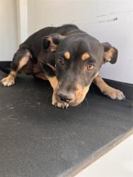 Shelter Stray Female Dog last seen Near BLK E BRUNDAGE,BAKERSFIELD CA, 201 S Mt Vernon Ave, Bakersfield, CA 93307, USA