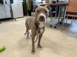 Shelter Stray Female Dog last seen Near BLOCK N 12TH ST, 3839 W Burnham St, West Milwaukee, WI 53215, USA