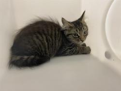 Shelter Stray Unknown Cat last seen Near BLOCK S 109TH ST - IN TRAP, 3839 W Burnham St, West Milwaukee, WI 53215, USA