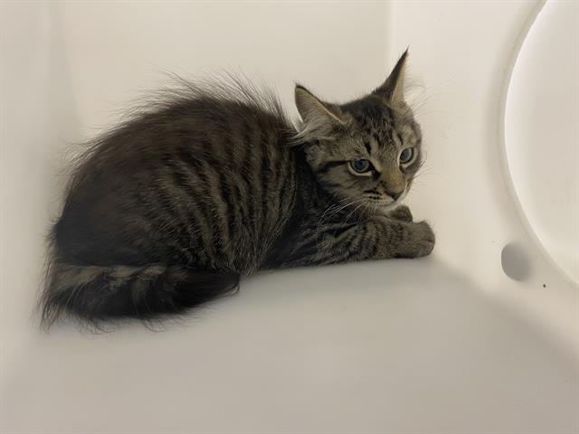 Shelter Stray Unknown Cat last seen Near BLOCK S 109TH ST - IN TRAP, 3839 W Burnham St, West Milwaukee, WI 53215, USA