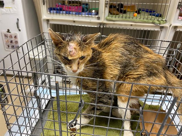 Shelter Stray Female Cat last seen , 3839 W Burnham St, West Milwaukee, WI 53215, USA