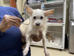 Shelter Stray Female Dog last seen 43RD/HOWARD, 3839 W Burnham St, West Milwaukee, WI 53215, USA