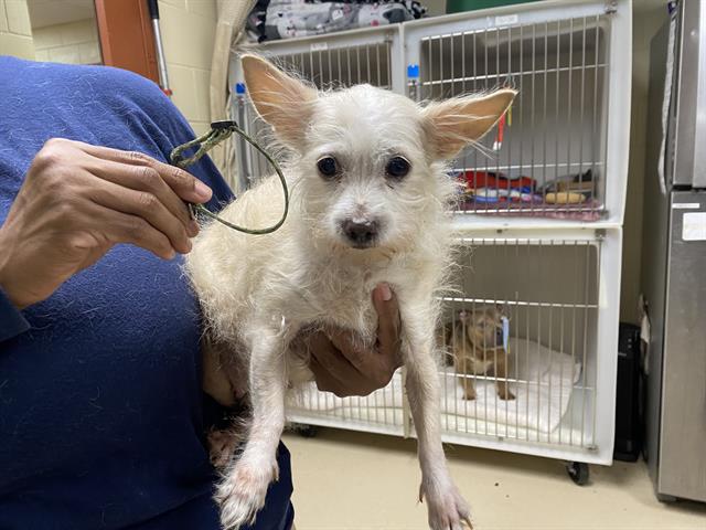 Shelter Stray Female Dog last seen 43RD/HOWARD, 3839 W Burnham St, West Milwaukee, WI 53215, USA