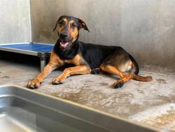 Shelter Stray Male Dog last seen Near BLOCK VALENCIA AVE, 333 Chandler Pl, San Bernardino, CA 92408, USA